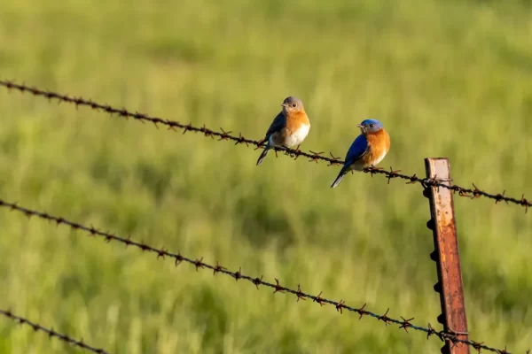 2 birds on barbwire