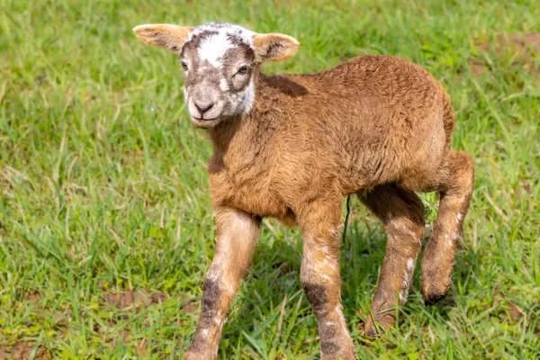baby sheep