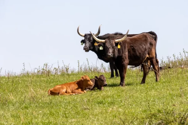 cattle in field